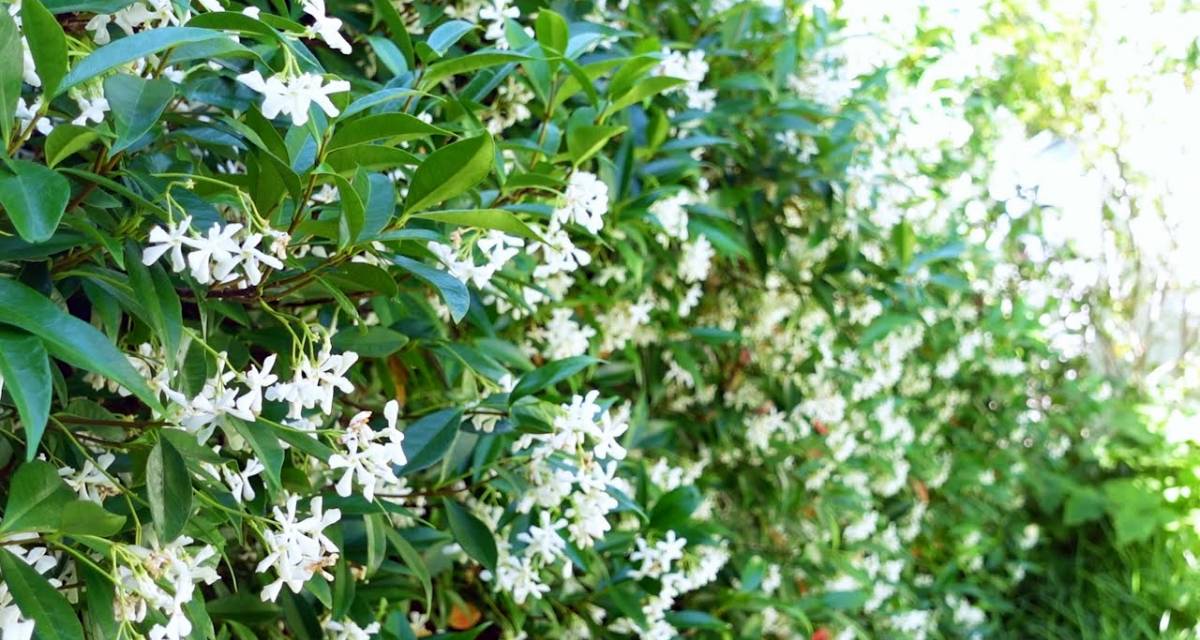 Trachelospermum jasminoides jazmin estrella