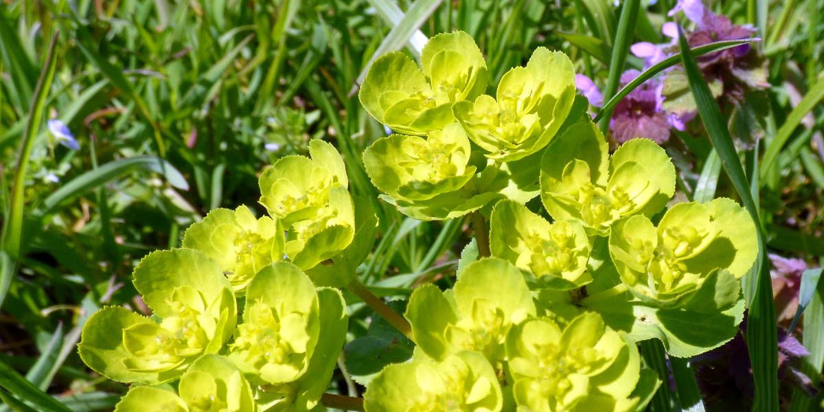 Euphorbia helioscopia flor