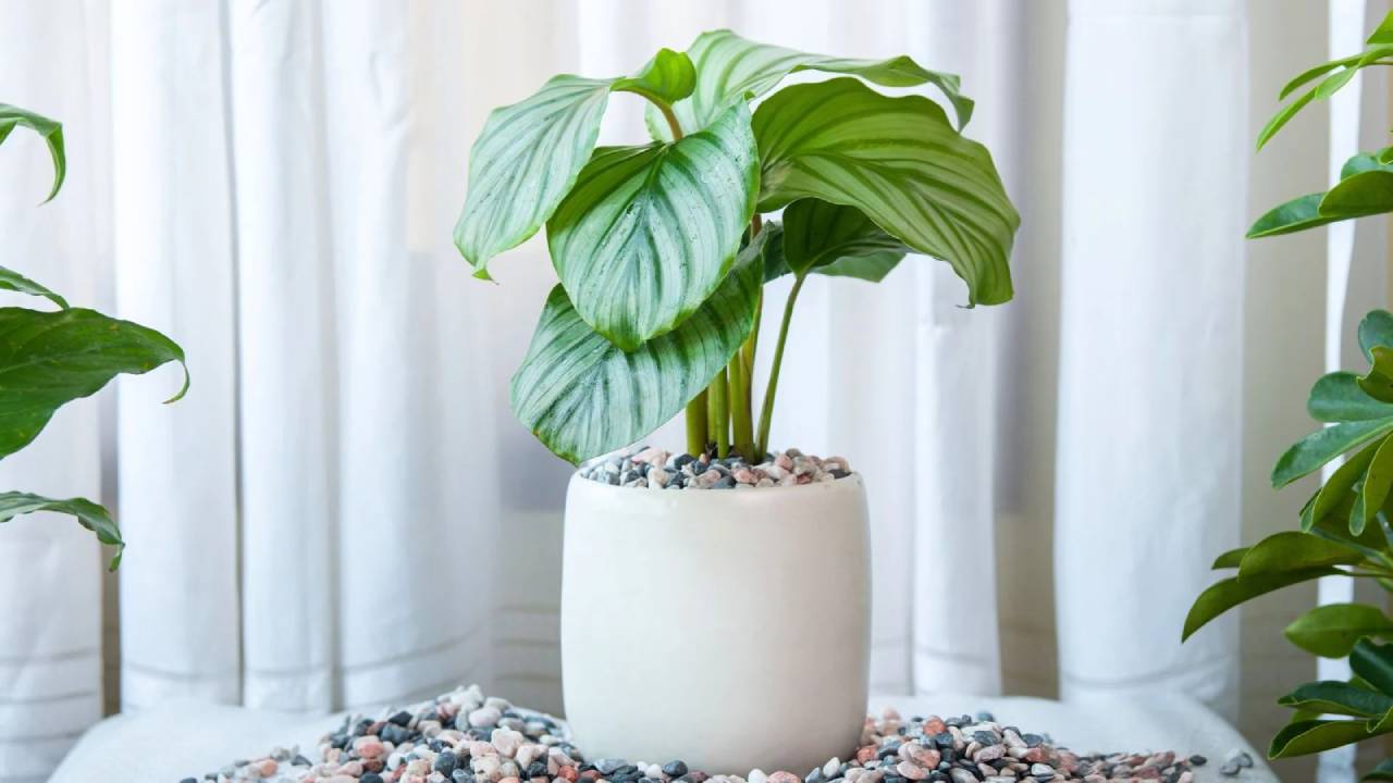 Calathea orbifolia
