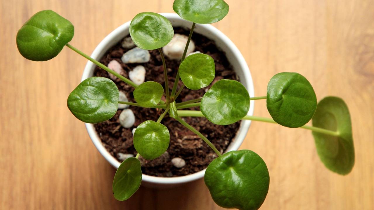 Pilea peperomioides