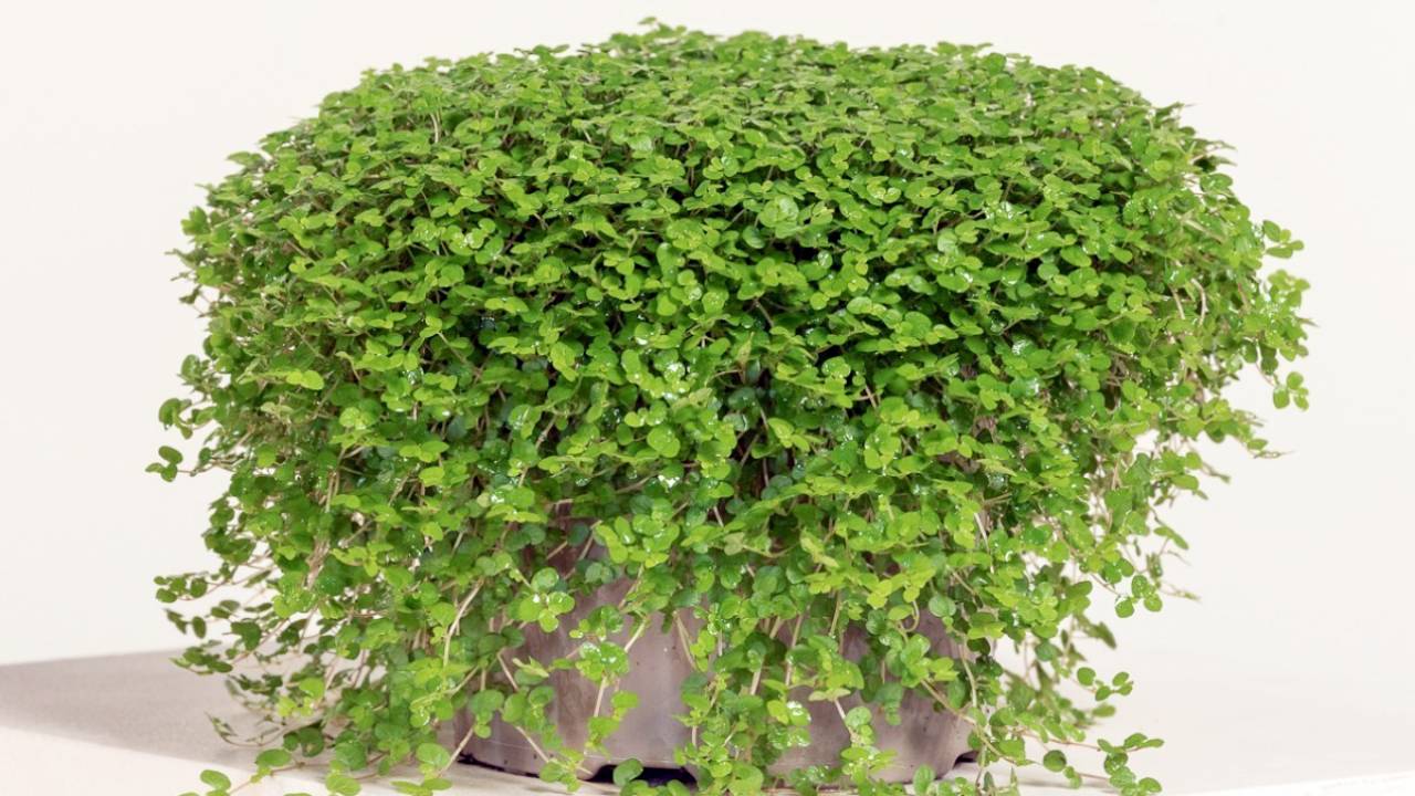 Soleirolia soleirolii