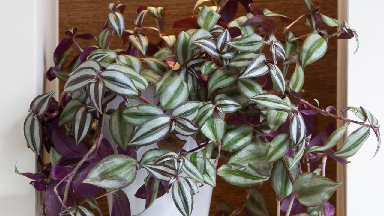 Tradescantia zebrina